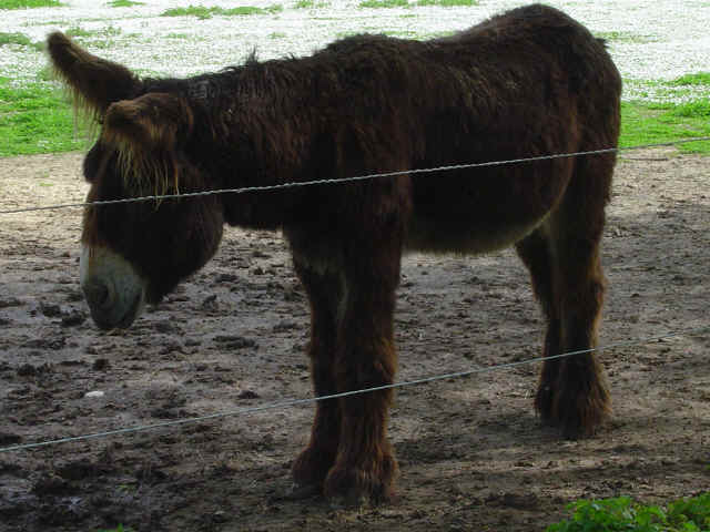 Baudet du Poitou Baudet du Poitou