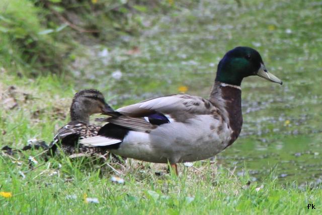 Canard Colvert Canard Colvert