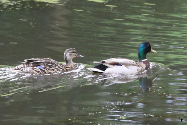 Canard Colvert Canard Colvert