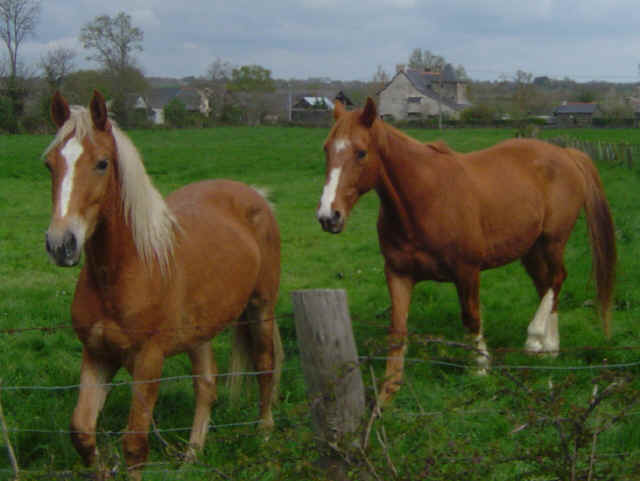 Cheval Cheval