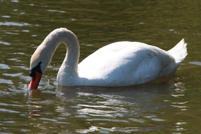 Cygne Cygne
