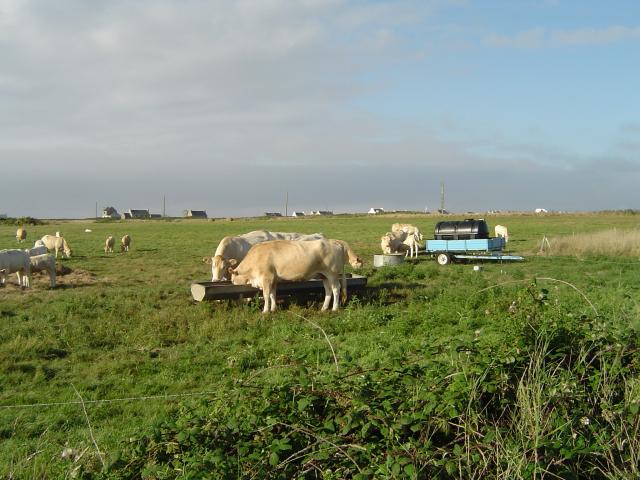 Vache de Ouessant Vache de Ouessant
