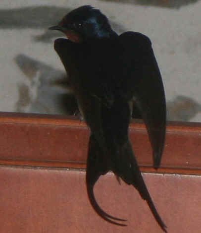 Hirondelle de fenêtre Hirondelle de fenêtre