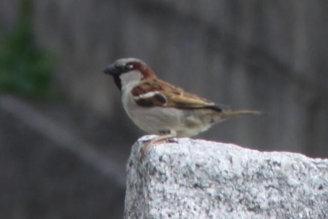 Moineau domestique Moineau domestique