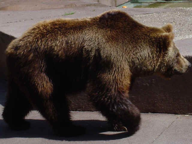 Ours brun Ours brun