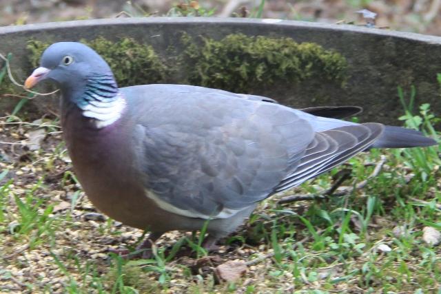 Pigeon Pigeon