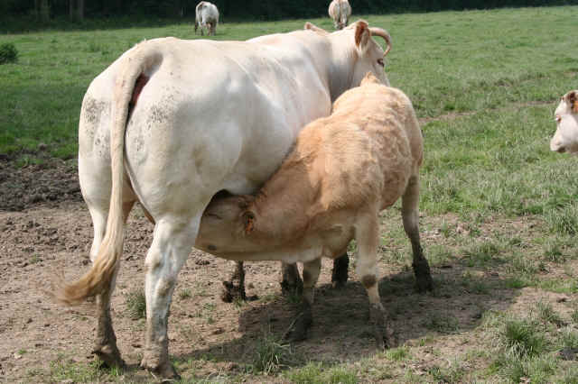 Veau Veau