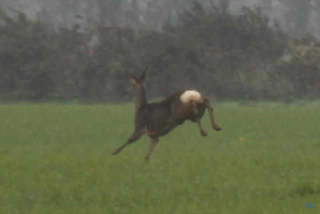 Biche Le Monde Animal
