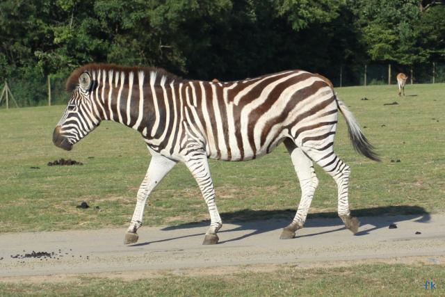 zebra animal superstar